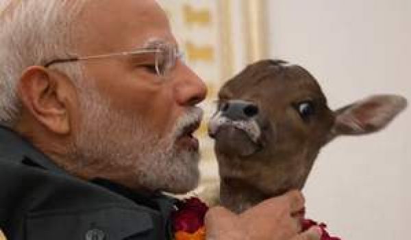 प्रधानमंत्री के आवास में बछिया का जन्म, ‘दीपज्योति’ रखा नाम