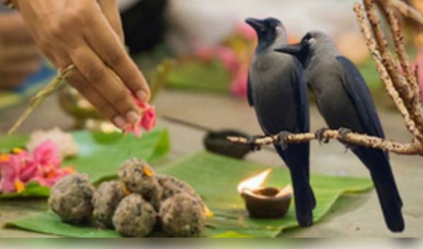 पूर्वजों की मुक्ति के लिए कौओं को ही क्यों खिलाते हैं भोजन? गरुड़ पुराण में है इसका रहस्य