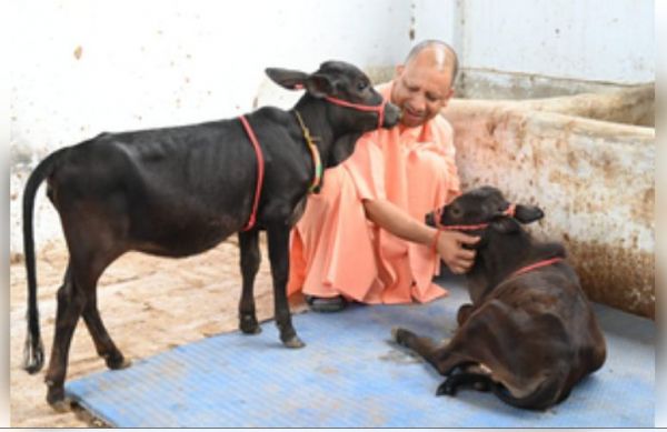 दक्षिण से आए गोवंश को सीएम योगी ने दिया भवानी और भोलू नाम 