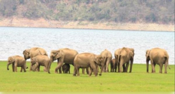 केंद्र सरकार ने वन्‍यजीव आवास एकीकृत विकास योजना के लिए मंजूर किए 2,603 करोड़ रुपये 