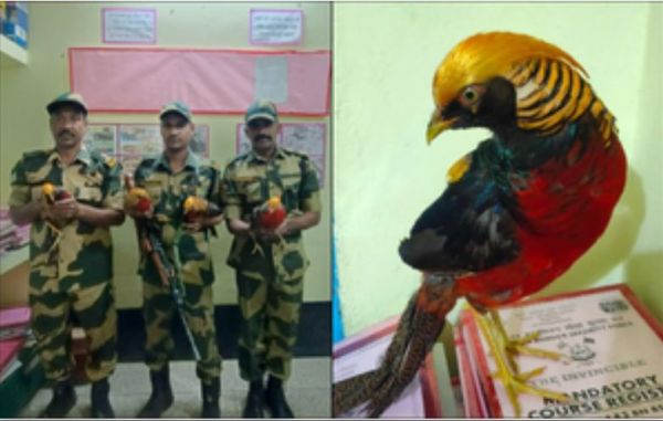 बीएसएफ ने भारत-बांग्लादेश सीमा पर जब्त किए विदेशी गोल्डन तीतर 