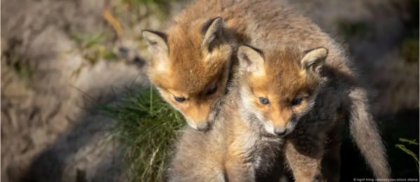 पिछले 50 साल में कितनी 'बीमार' हुई कुदरत?