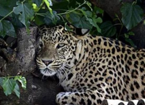 राजस्थान: उदयपुर जिले में ग्रामीणों ने तेंदुए को मारा