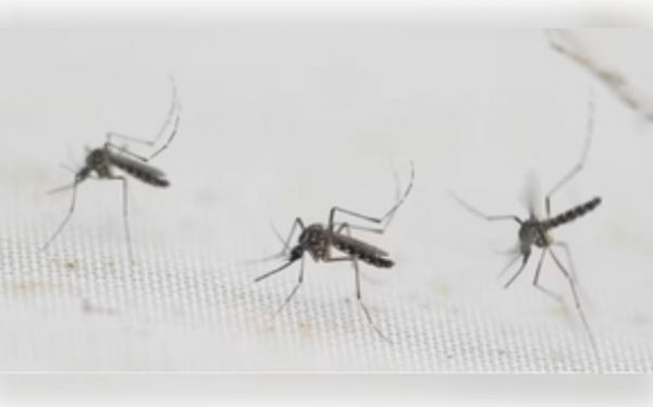 मध्य प्रदेश में बढ़ रहा है डेंगू का प्रकोप, ग्वालियर में मरीजों का आंकड़ा एक हजार