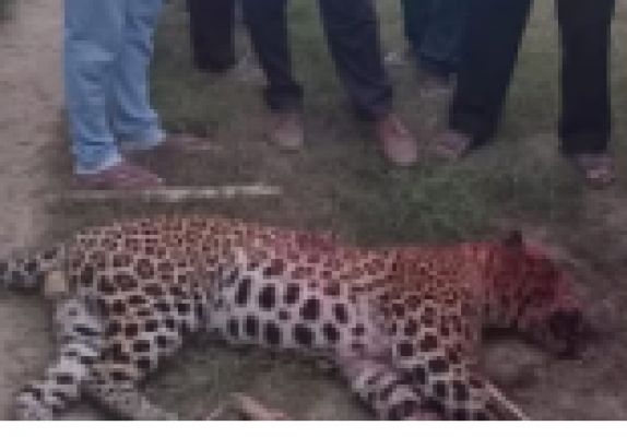 किसान ने तेंदुए को डंडे से वार कर मार डाला