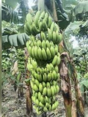 नेपाल, बिहार, पंजाब और दिल्ली में बढ़ी यूपी के केले की मांग