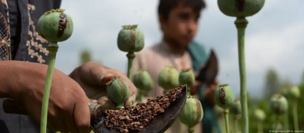 अफीम पर प्रतिबंध के बाद परेशान हैं अफगान किसान