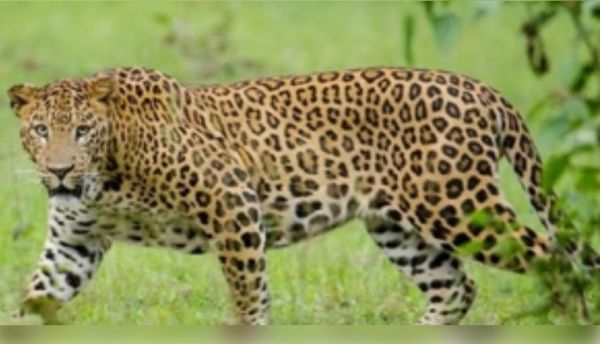 तमिलनाडु: कोयंबटूर में तेंदुए के हमले में बच्ची की मौत, वन विभाग ने पकड़ने के लिए अभियान तेज किया