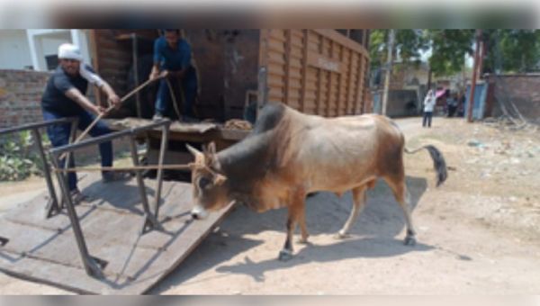 महाकुंभ-2025 : जीरो एनिमल जोन बनेगा महाकुंभ क्षेत्र 