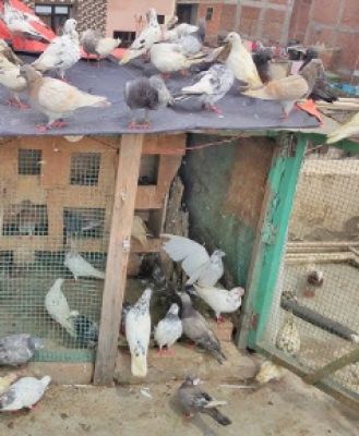 बंगाल: चावल से लदे ट्रक पर कबूतरों से भरी बोरियां बरामद