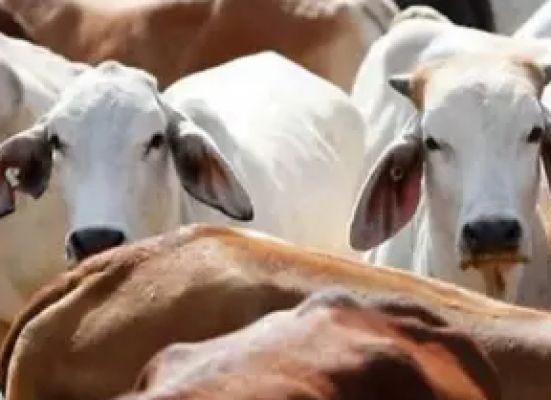 नोएडा : पुलिस ने ट्रक में भरकर ले जाये जा रहे गोवंशीय पशुओं को मुक्त कराया, तीन गायें मृत मिलीं