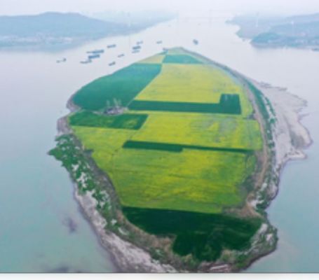 चीन में यांग्त्ज़ी नदी जलीय जीवन संरक्षण कार्य में सकारात्मक परिणाम