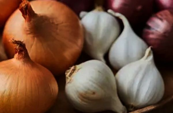 सर्दियों में लहसुन खाली पेट खाना वरदान, लेकिन तरीका जानना भी जरूरी 