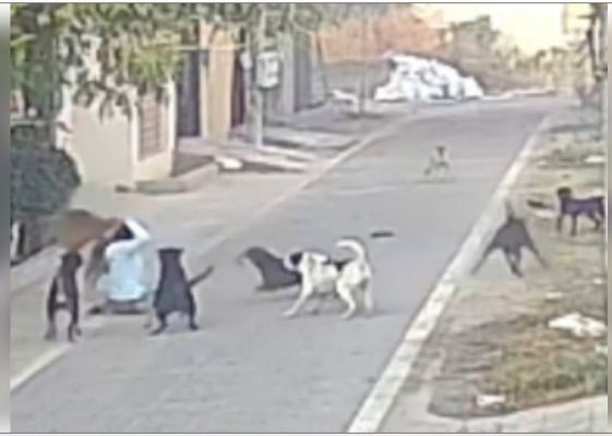 जालंधर में महिला पर कुत्तों ने किया जानलेवा हमला, 25 से ज्यादा जगहों पर काटा 