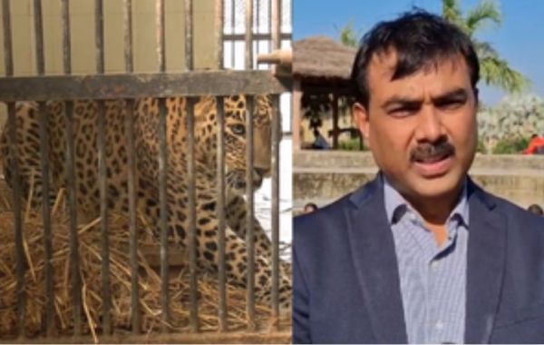 इटावा में सफारी पार्क में शेरों को सर्दी से बचाने के लिए लगाए गए हीटर 