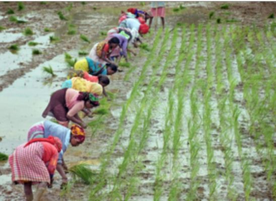 प्राकृतिक खेती से गंगा को प्रदूषण मुक्त बना रही योगी सरकार 