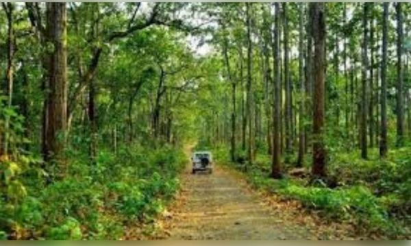 झारखंड में जंगल और हरियाली का हुआ विस्तार, दो साल में 287 वर्ग किमी वन क्षेत्र बढ़ा