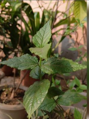 स्वास्थ्य का खजाना है औषधीय गुणों से भरपूर पारिजात, सर्दियों में रामबाण है पत्तों से बना काढ़ा 