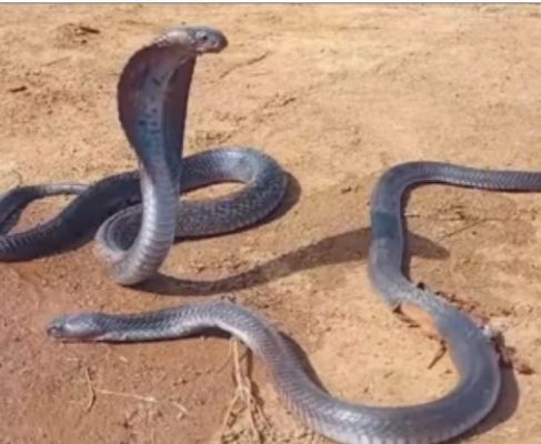 मध्य प्रदेश के शिवपुरी में जेसीबी से नाग की मौत, शव के करीब घंटों बैठी रही नागिन