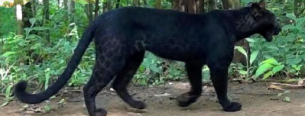 ओडिशा के जंगल में दुर्लभ काला तेंदुआ देखा गया