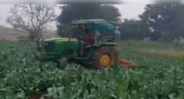 झारखंड में सब्जी के बंपर उत्पादन से भी किसान मायूस, खुद बर्बाद कर रहे फसल