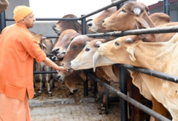 ठंड से किसी गोवंश की मृत्यु न हो, गौ आश्रय स्थलों में विशेष इंतजाम कर रही योगी सरकार 