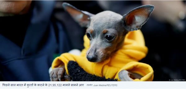 2024 में भारत में दर्ज हुए कुत्तों के काटने के 22 लाख मामले