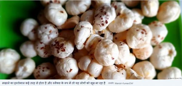 सुपर फूड मखाना ग्लोबल तो बन गया पर खाली हाथ हैं किसान