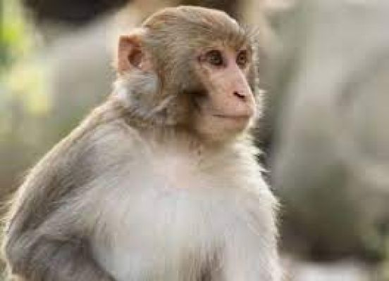 श्रीलंका में बिजली गुल के लिए मंत्री ने बंदर को क्यों ठहराया ज़िम्मेदार