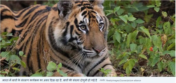 भारत में बाघ बचाने की कोशिशें रंग लाईं, दोगुने हुए बाघ