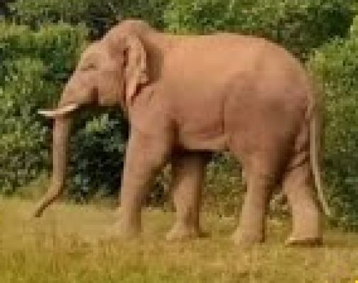 मलाप्पुरम में बूढ़ा जंगली हाथी सेप्टिक टैंक में मृत पाया गया