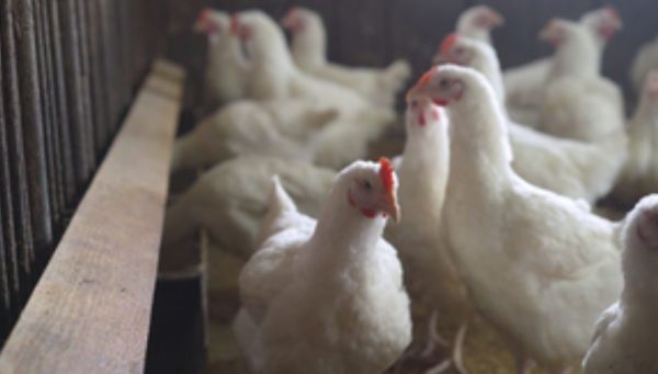 कर्नाटक सरकार ने बर्ड फ्लू को रोकने के लिए कदम उठाए, फार्म में मुर्गियों को मारने का आदेश दिया