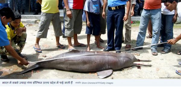 पहली बार पता चला कि भारत में कितनी गंगा डॉल्फिन हैं