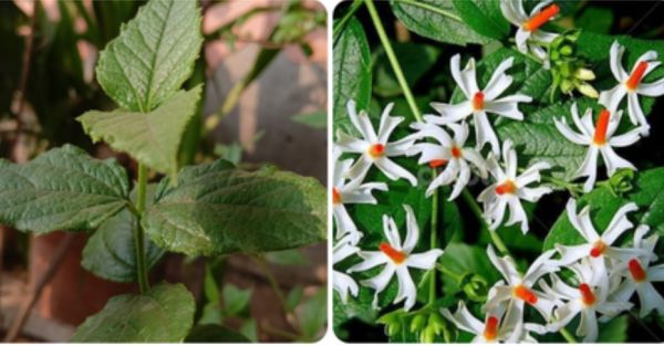 माइग्रेन से पीछा छुड़ाने में मदद करता है ‘स्वर्ग का वृक्ष’, 42 दिनों तक पारिजात से ऐसे करें प्राकृतिक उपचार! 