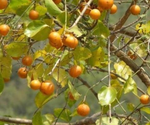 कई गुणों से भरपूर है कुचला, सीमित मात्रा में करें सेवन