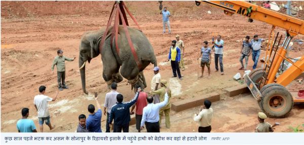 असम में कैसे रुकेगा इंसानों और हाथियों में संघर्ष