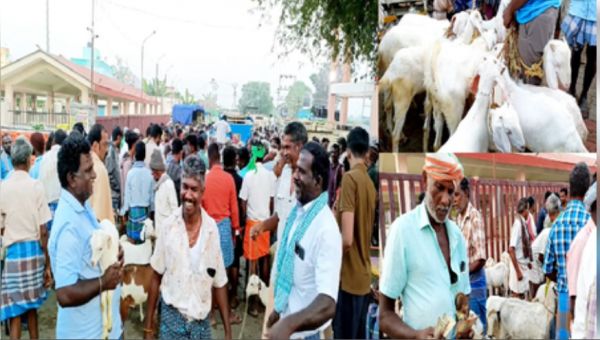 सलेम: रमजान से पहले वीरगनूर मवेशी बाजार में 2,000 से ज्यादा भेड़ें बिकीं, 2 करोड़ का कारोबार 