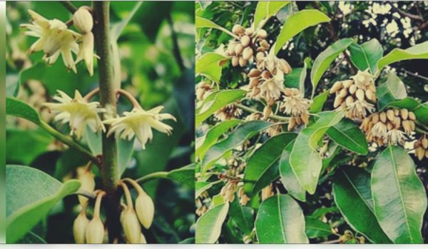 केवल खूबसूरत नहीं स्वास्थ्य के लिए भी उत्तम 'मौलश्री', दांत से लेकर पेट की बीमारी का है परम शत्रु