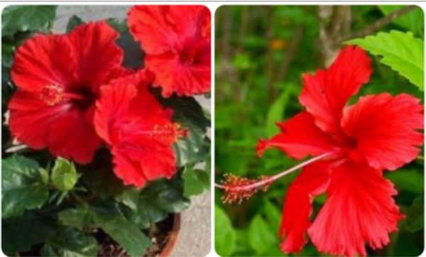 देवताओं को ही नहीं स्वास्थ्य को भी है प्रिय है गुड़हल, डैंड्रफ हो या कब्ज, भेज देता है कोसों दूर 