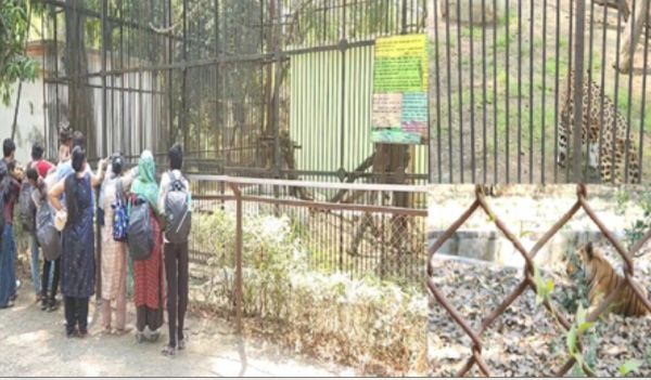 नागपुर में गर्मी से इंसान और जानवर परेशान, चिड़ियाघर में बाघ-तेंदुओं के लिए कूलर और ग्रीन नेट की व्यवस्था 