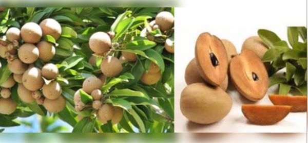 जीआई टैग पाने वाले गुजरात के अमलसाड़ चीकू में क्या है खास? 