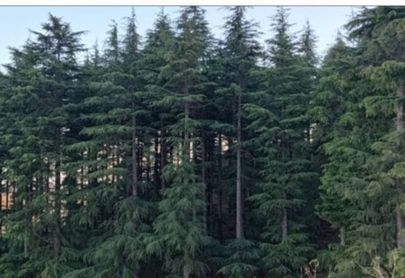 देवदारु : आयुर्वेदिक गुणों का खजाना, जो दिलाए कई रोगों से छुटकारा 