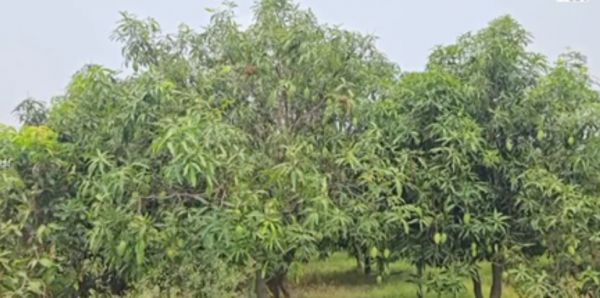 उत्तराखंड के किसान ने यूएचडी तकनीक से उगाए आम, आमदनी हुई तीन गुना, 'मल्लिका' वैरायटी रही हिट 
