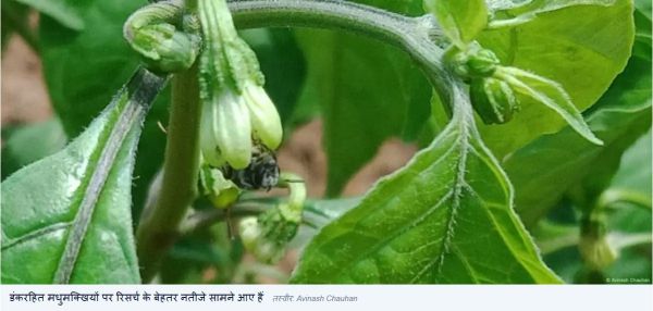 डंकरहित मधुमक्खियां बढ़ाएंगी खेती की उपज और किसानों की आय
