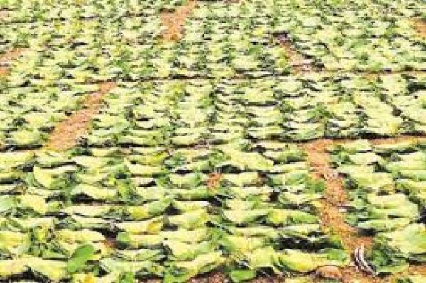 तेंदूपत्ता संग्राहकों के बच्चों को पहले की तरह मिलेगा शिक्षा प्रोत्साहन