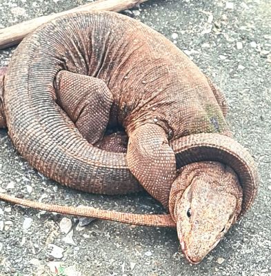 बारिश की शुरुआत से पहले ही गोह शिकारियों के निशाने पर