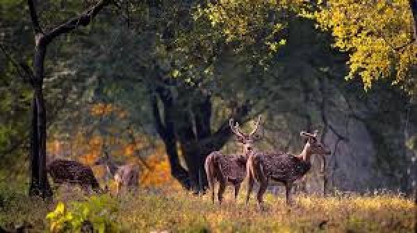  पर्यटन के लिए ओडिशा सरकार की वन्यजीव पाबंदियों में ढील देने की योजना, विशेषज्ञों ने चेताया