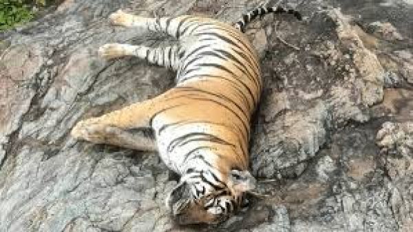 कर्नाटक में बाघिन और चार शावकों की मौत के मामले में तीन लोग गिरफ़्तार