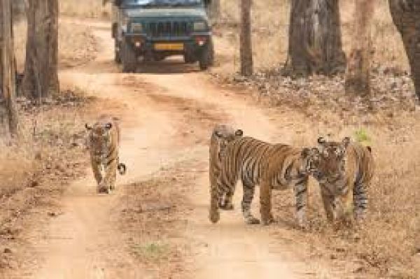कांग्रेस ने सरिस्का अभयारण्य की सीमा 'पुनः निर्धारित' करने की योजना को लेकर भाजपा पर निशाना साधा