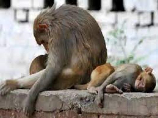 कर्नाटक के गुंडलूपेट में 20 से अधिक बंदर मृत पाए गये